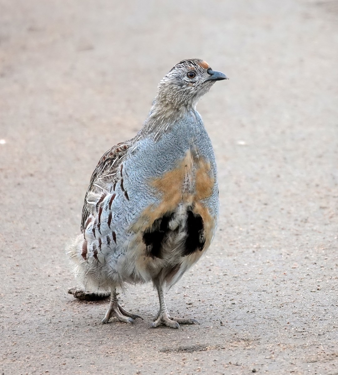 Daurian Partridge - ML641849359