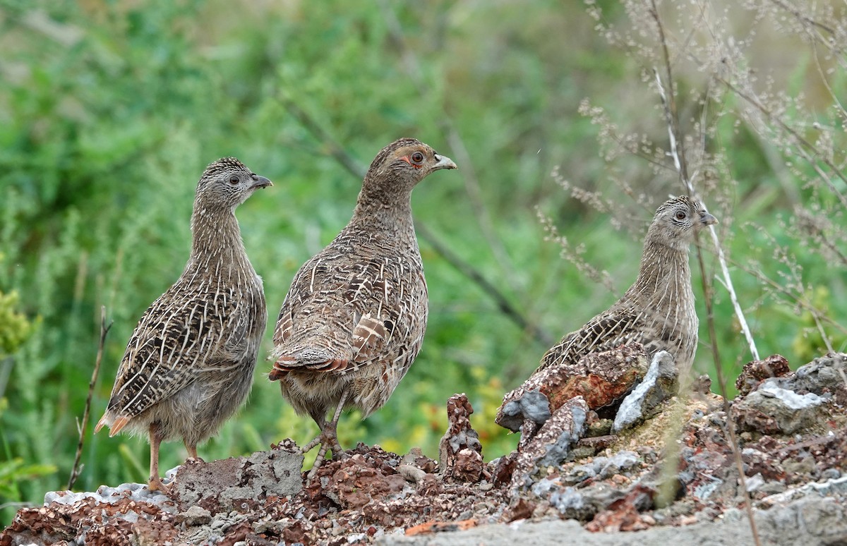 Daurian Partridge - ML641849360