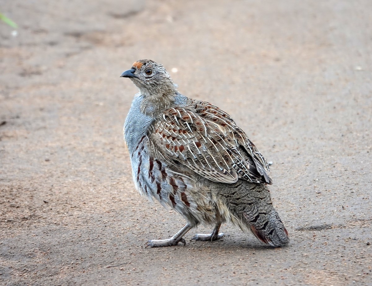 Daurian Partridge - ML641849361