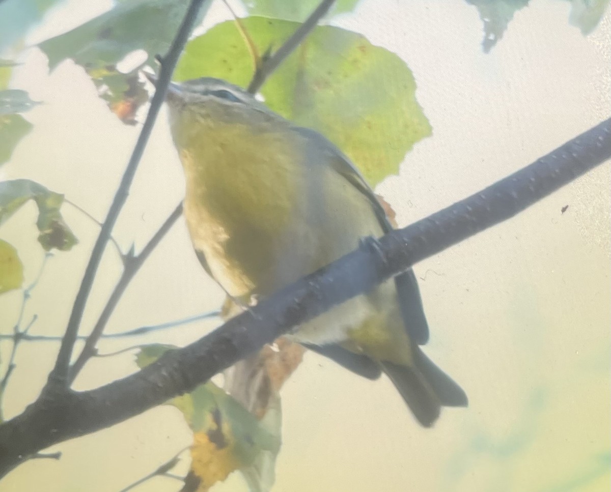 Philadelphia Vireo - ML641849363