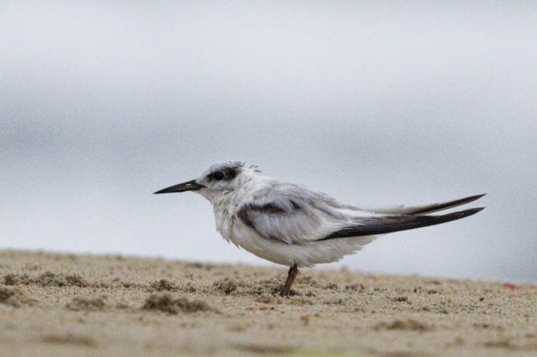 Saunders's Tern - ML641849375