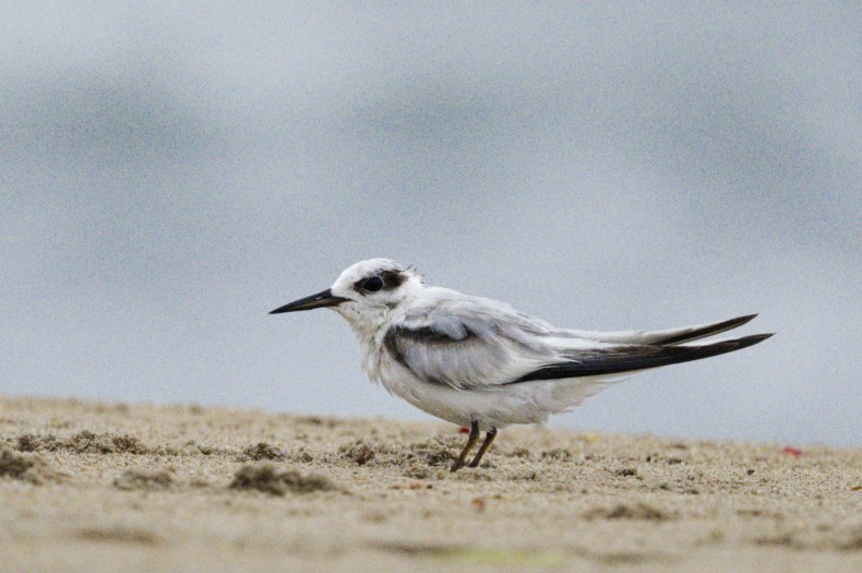 Saunders's Tern - ML641849376