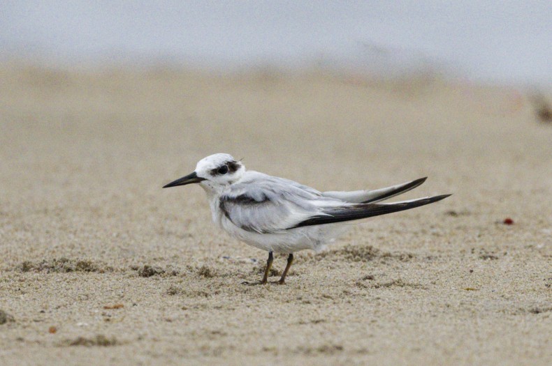 Saunders's Tern - ML641849377