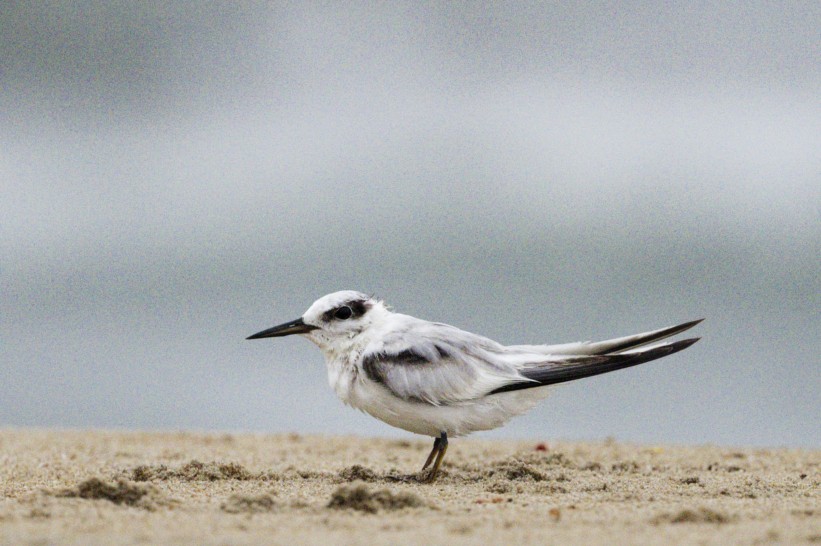 Saunders's Tern - ML641849378