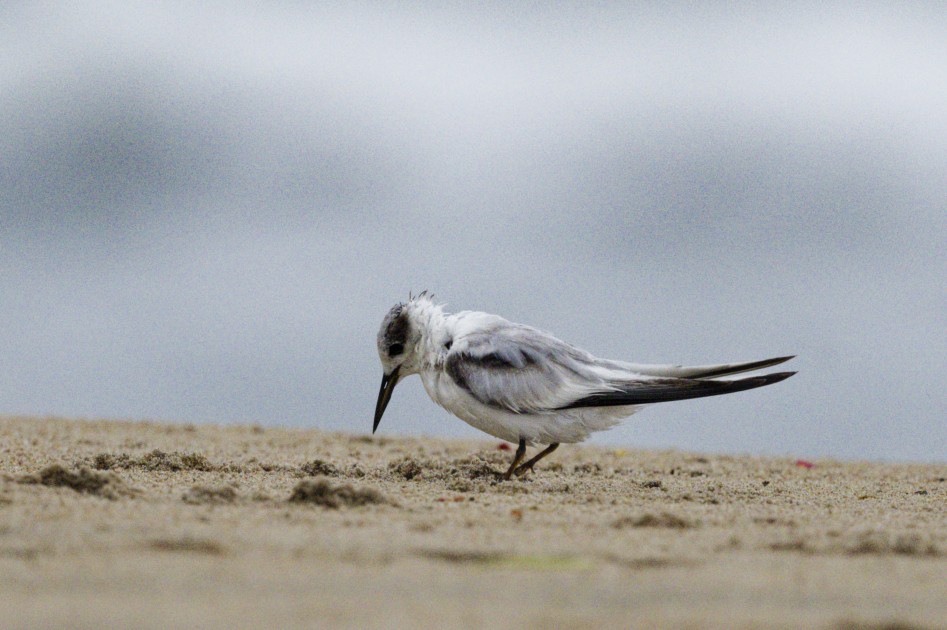 Saunders's Tern - ML641849379