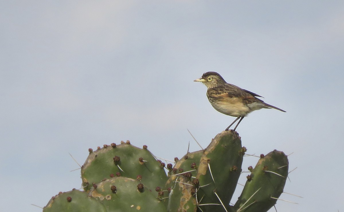 Spectacled Tyrant - ML641849383