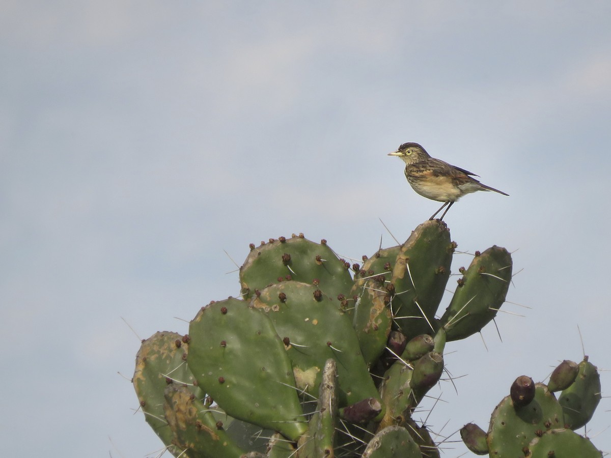 Spectacled Tyrant - ML641849384