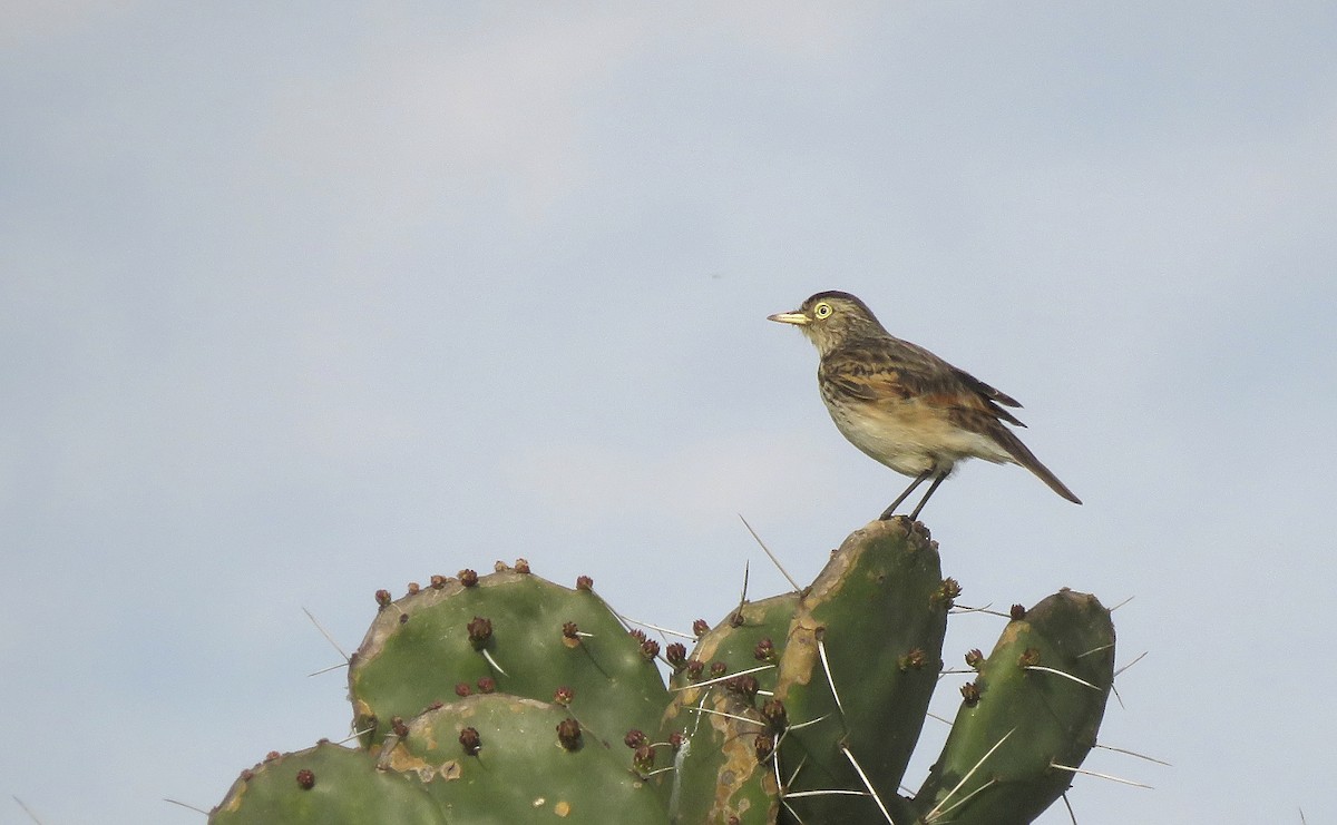 Spectacled Tyrant - ML641849386