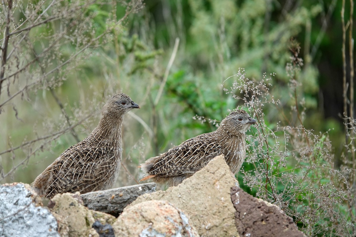 Daurian Partridge - ML641849387