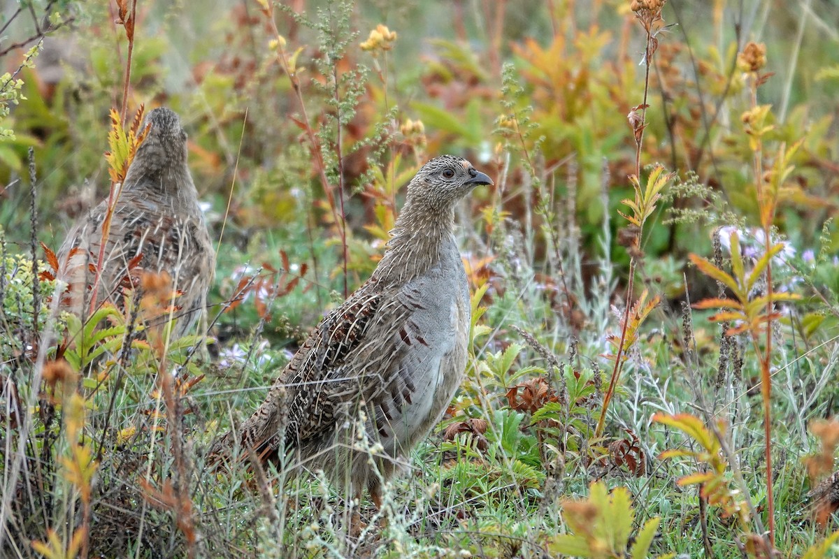 Daurian Partridge - ML641849388