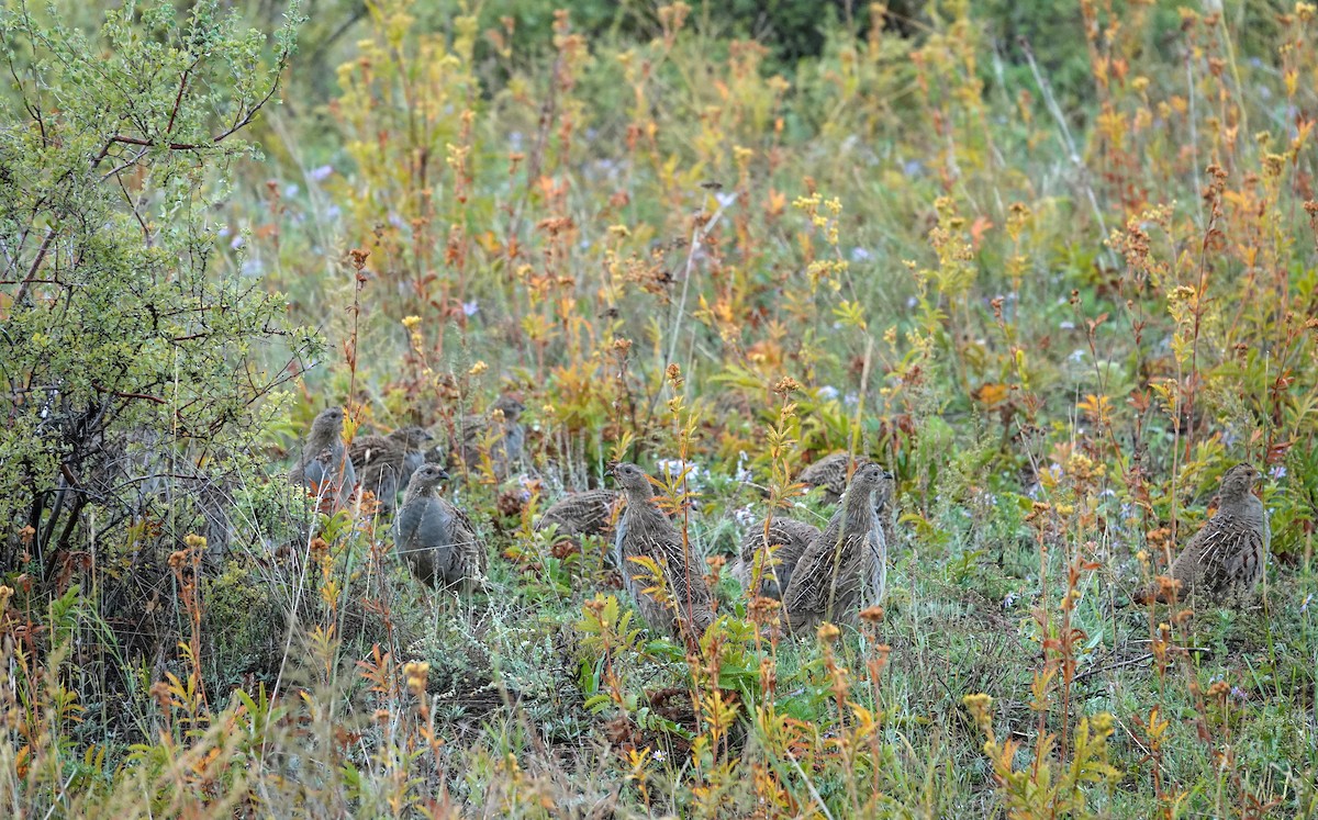 Daurian Partridge - ML641849390