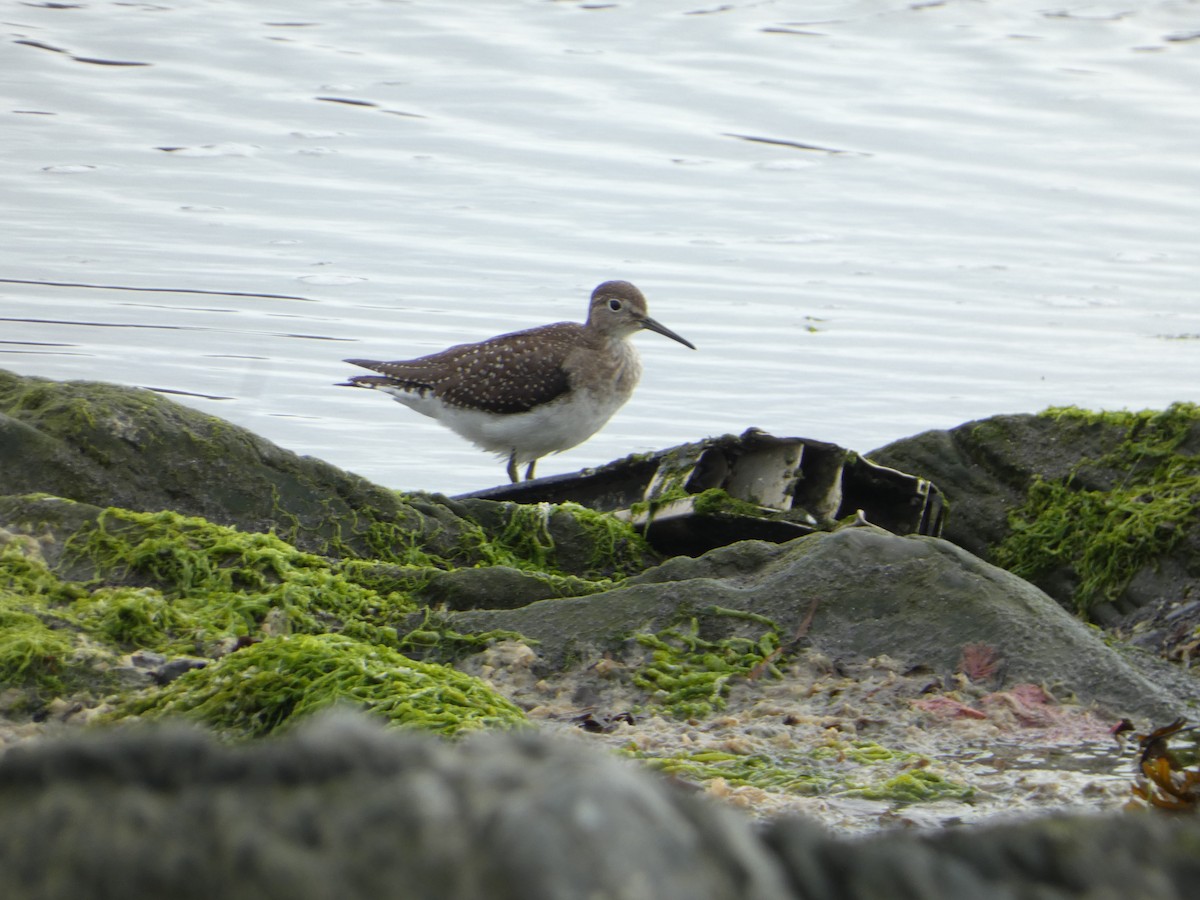 eremittsnipe - ML641849391