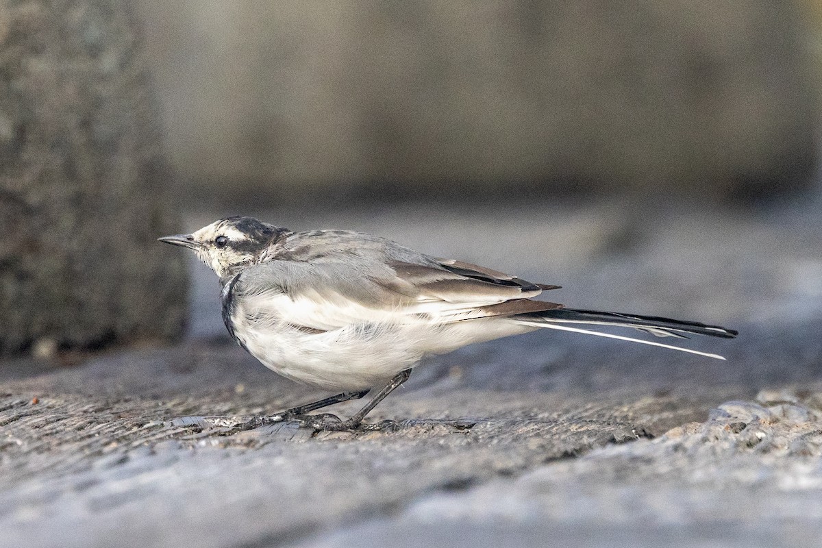 White Wagtail - ML641849398