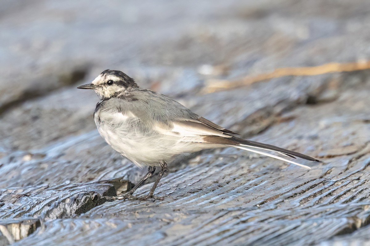 White Wagtail - ML641849399
