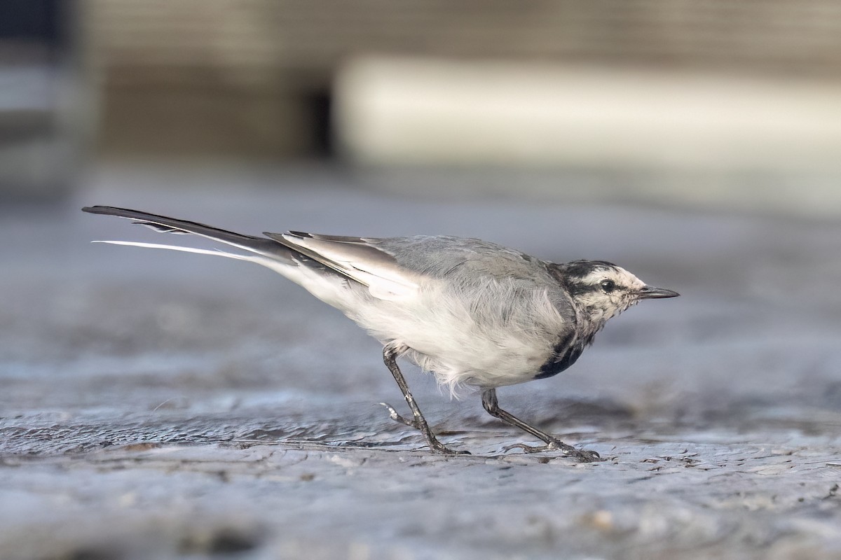 White Wagtail - ML641849400