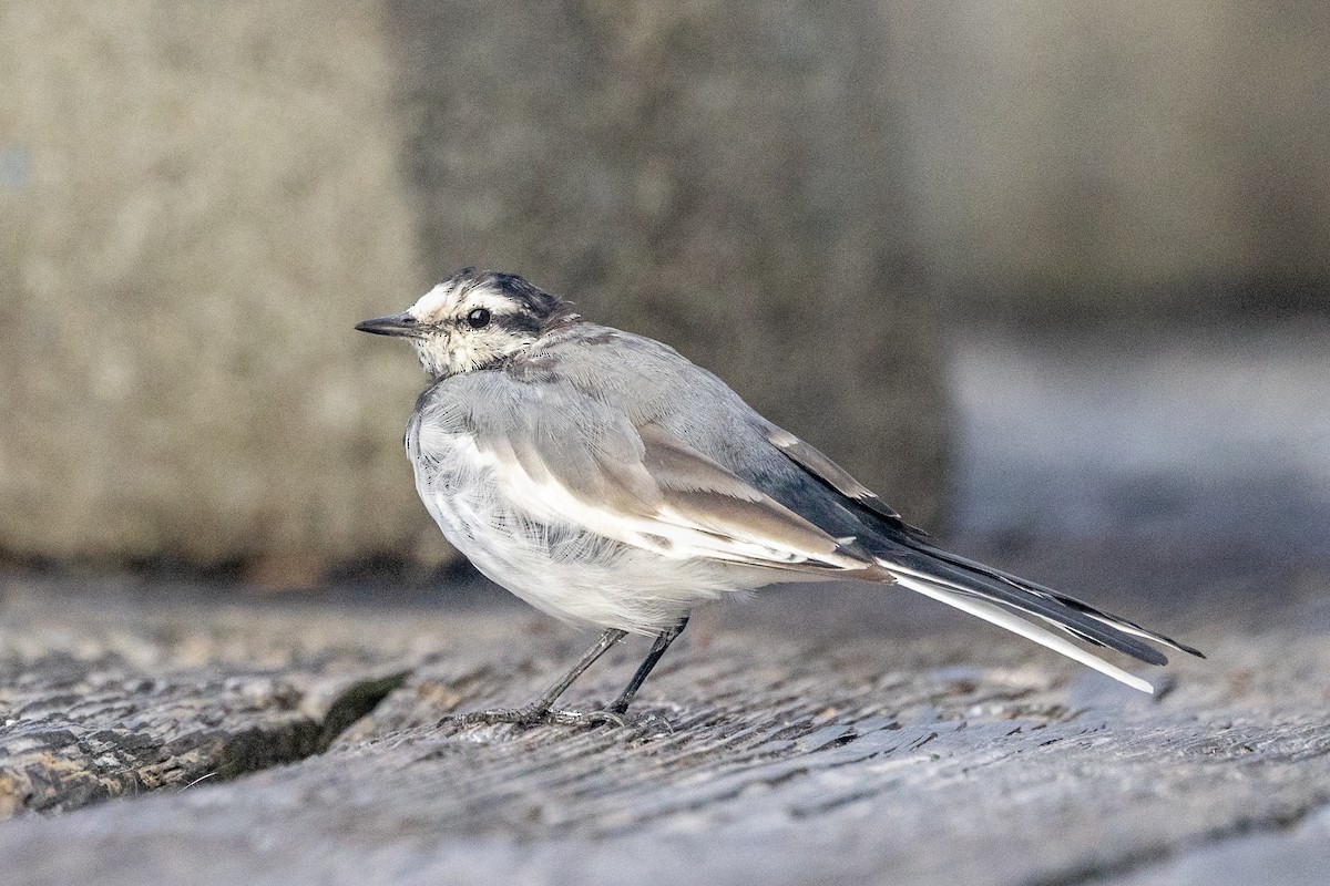 White Wagtail - ML641849401