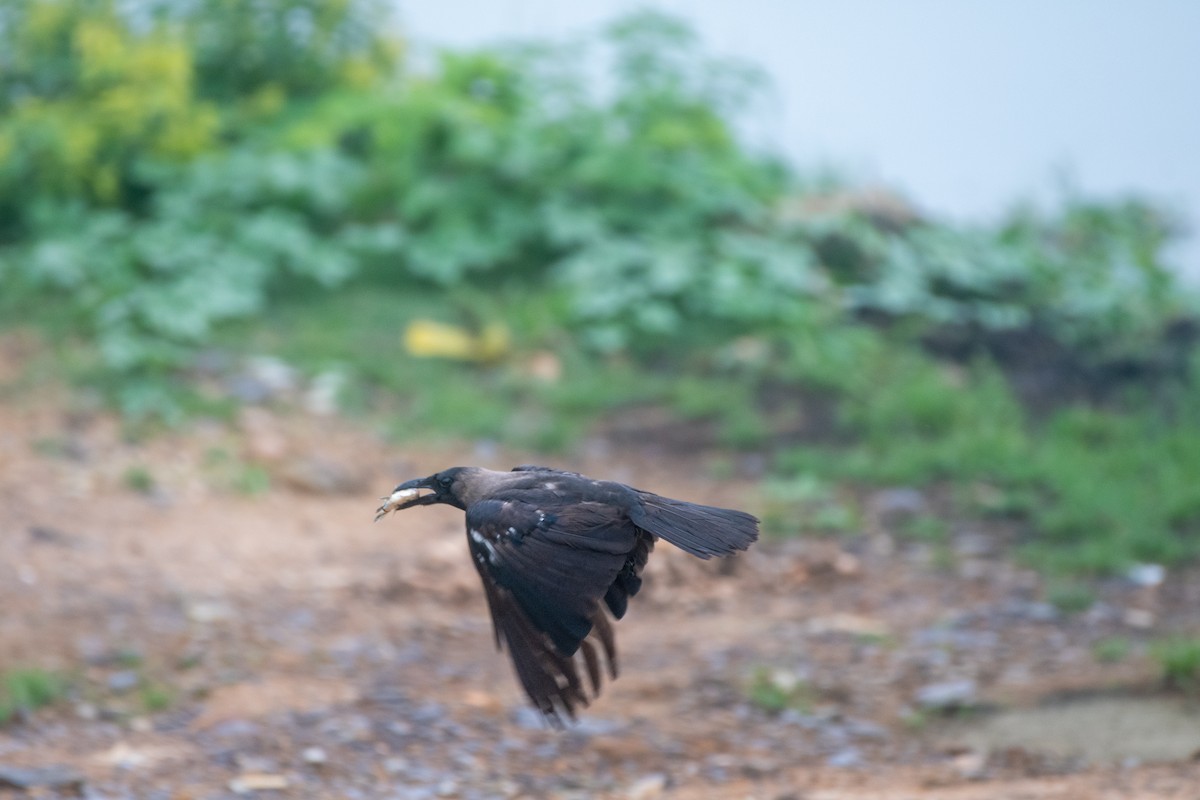 House Crow - ML641849403