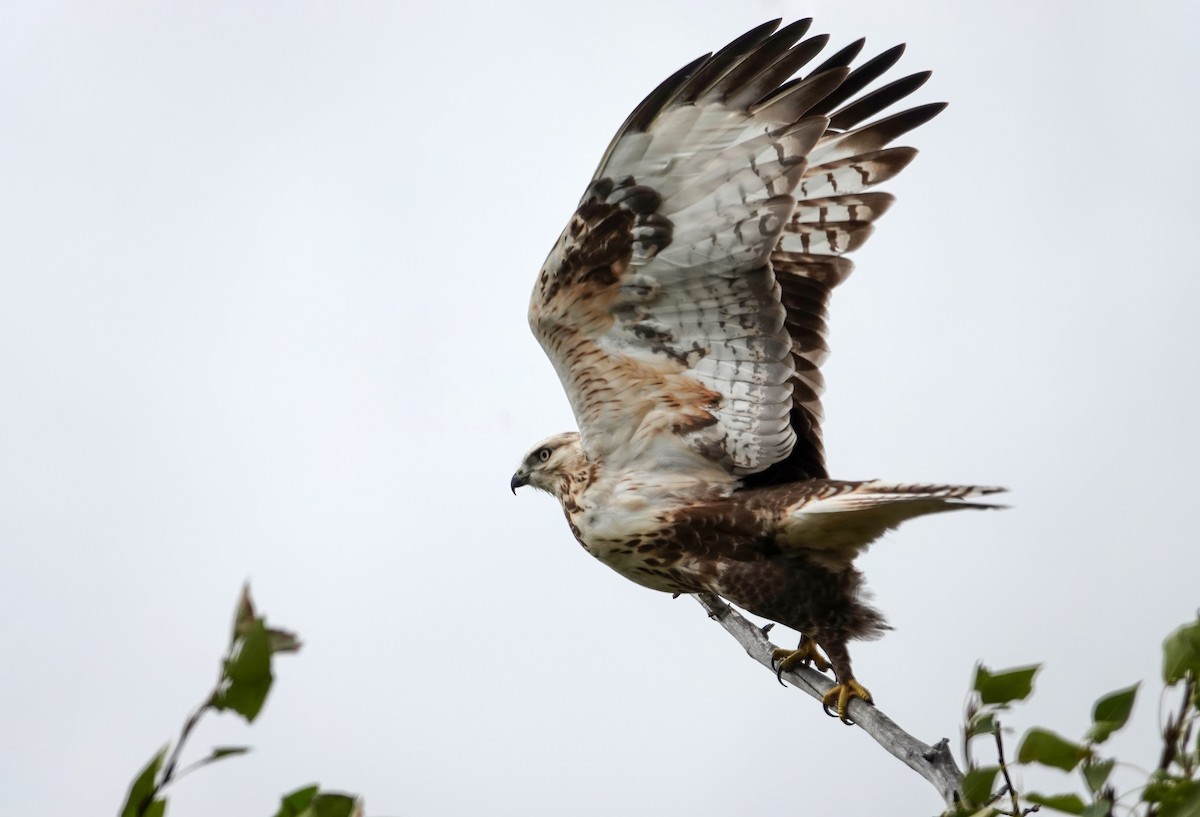 Zapelatz mongoliarra - ML641849405