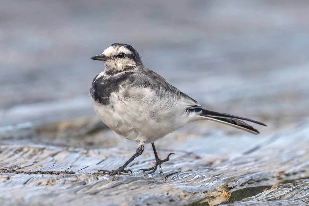 White Wagtail - ML641849416