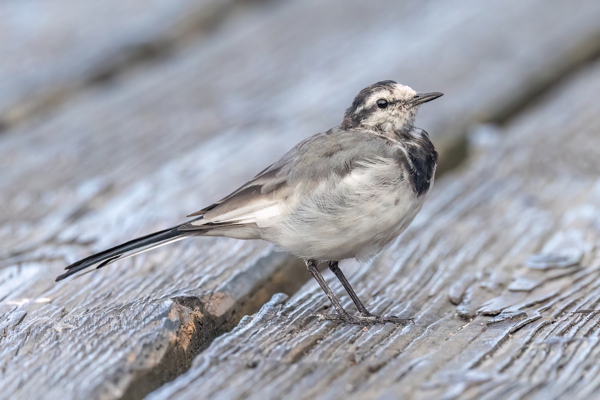 White Wagtail - ML641849417