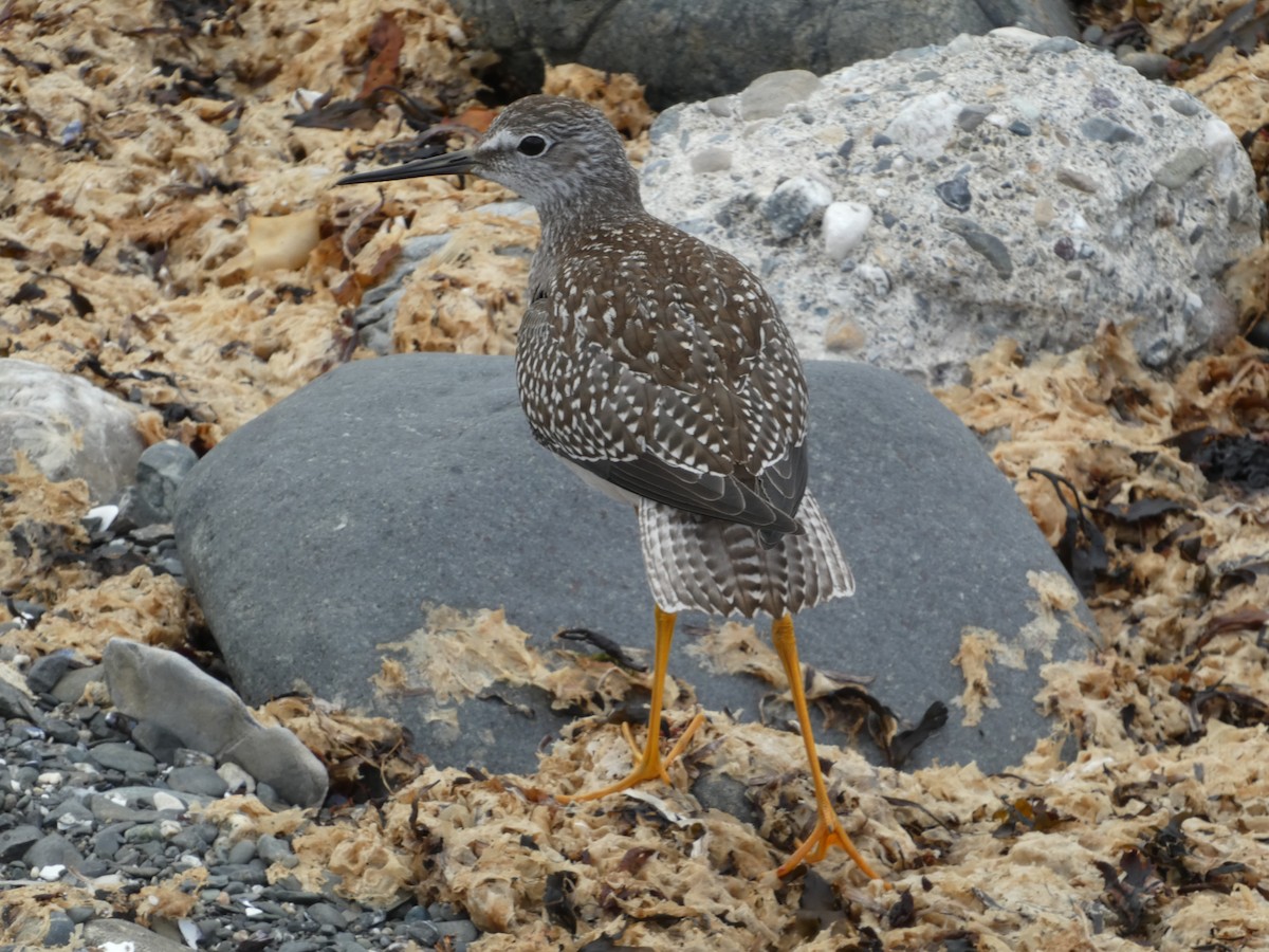 gulbeinsnipe - ML641849430