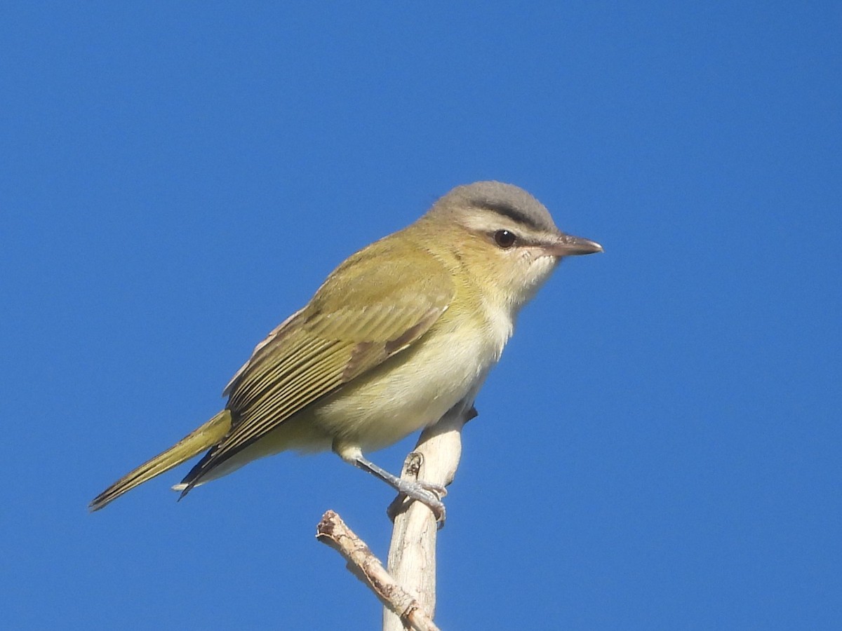 Red-eyed Vireo - ML641849443