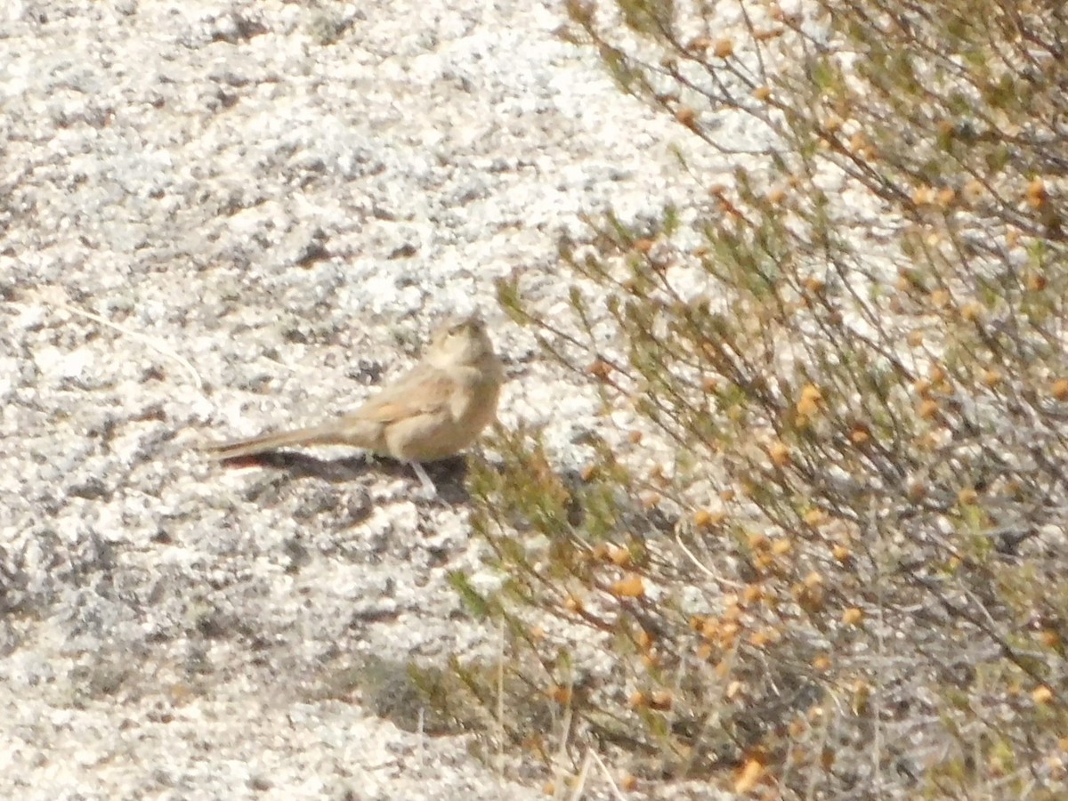 Sharp-billed Canastero - ML641849460
