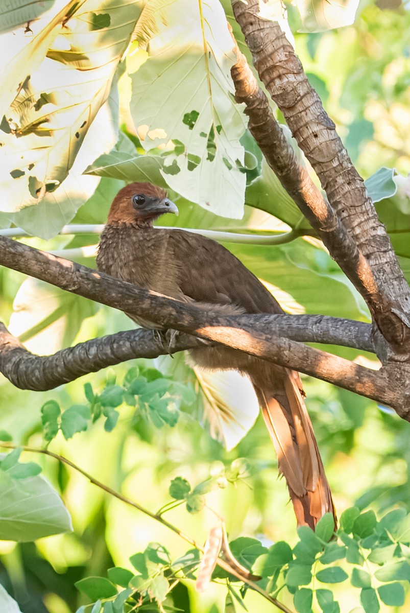 Chestnut-headed Chachalaca - ML641849469