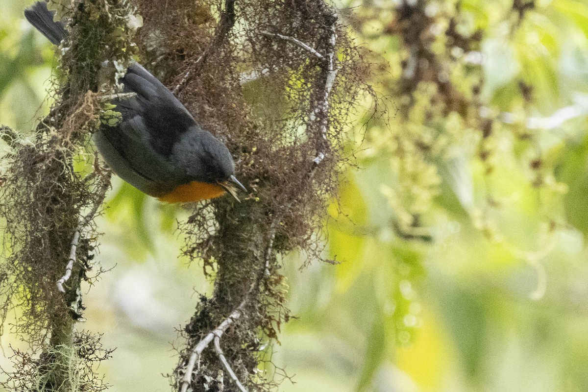 Flame-throated Warbler - ML641849482