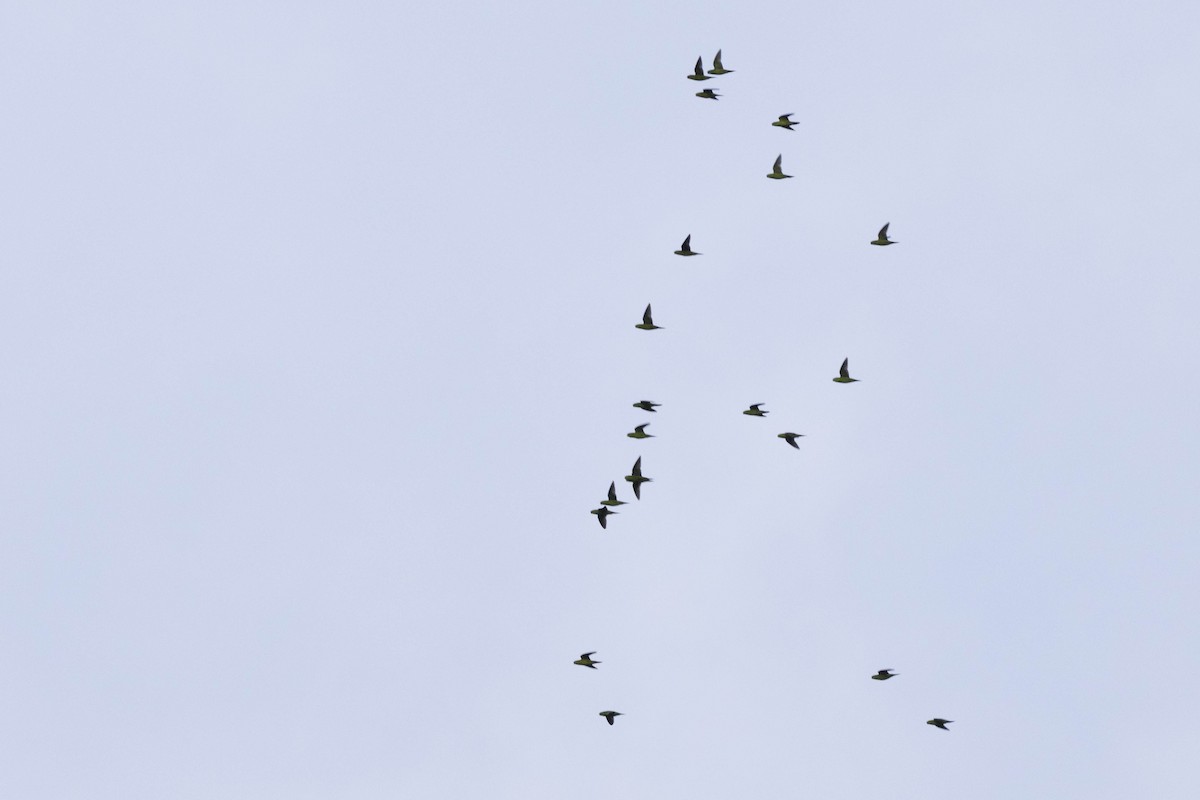 Barred Parakeet - ML641849520