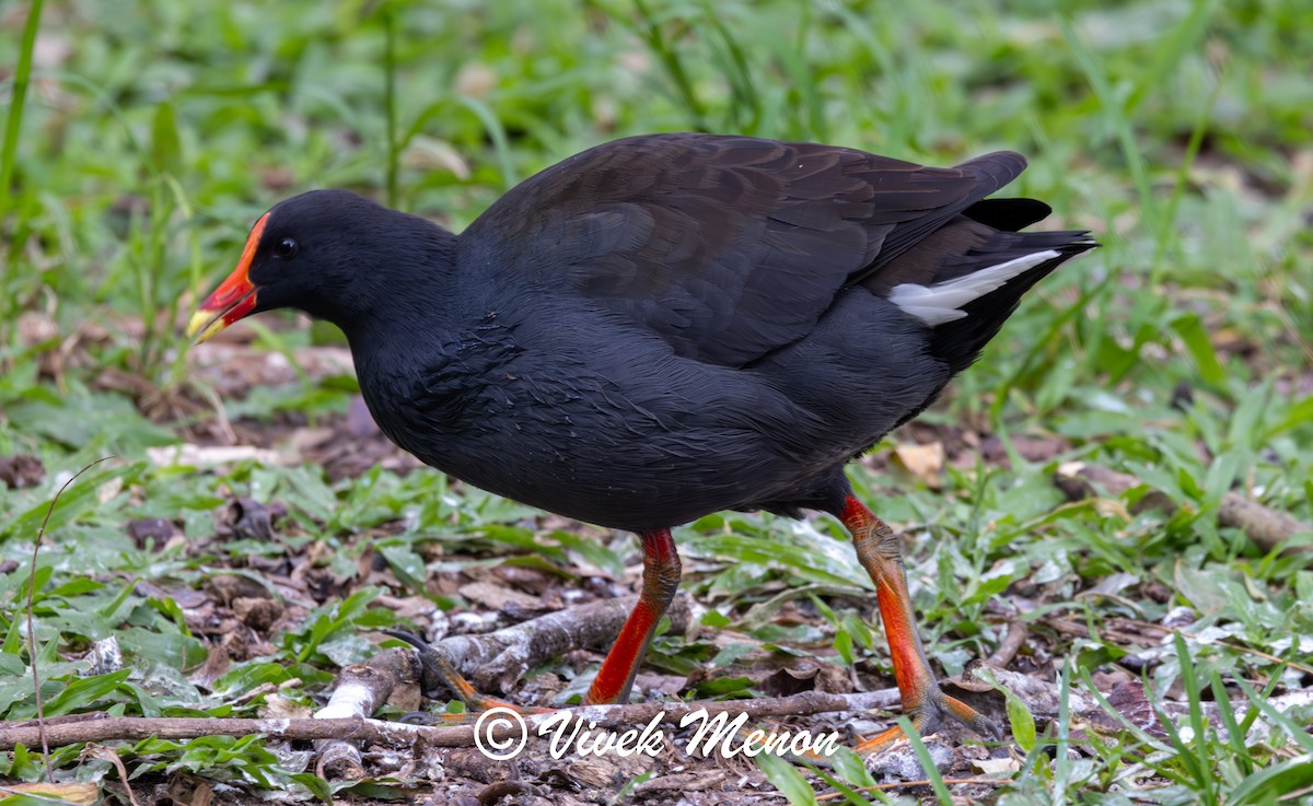 Dusky Moorhen - ML641849550
