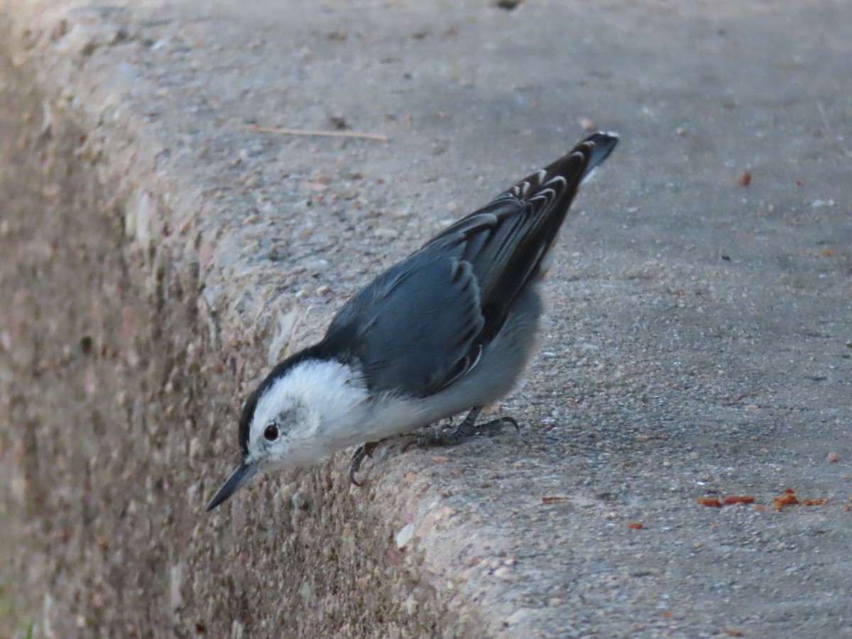 White-breasted Nuthatch - ML641849555