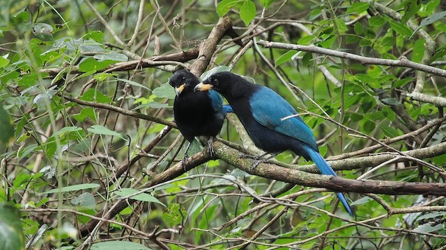 Bushy-crested Jay - ML641849574