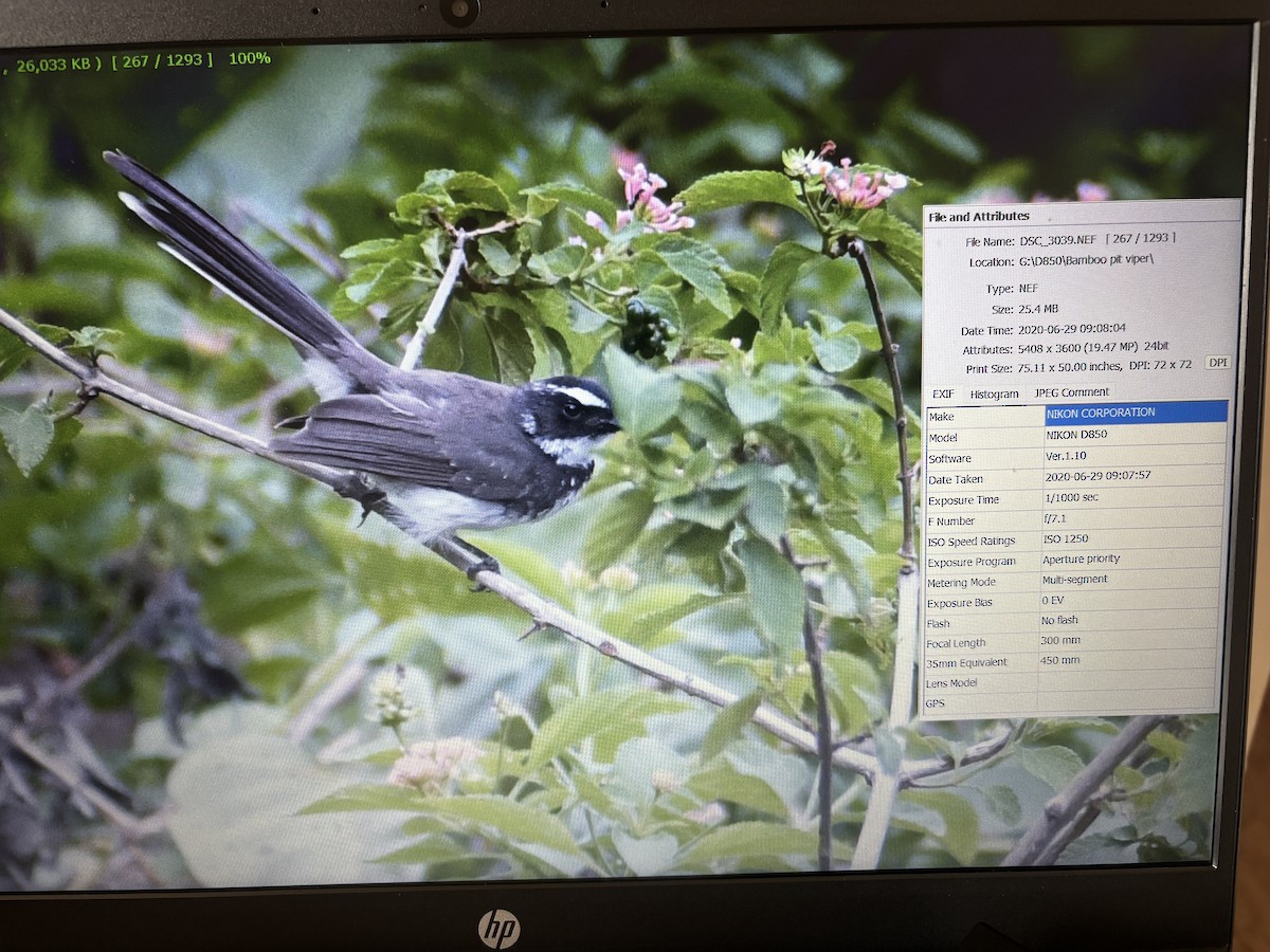 Spot-breasted Fantail - ML641849595