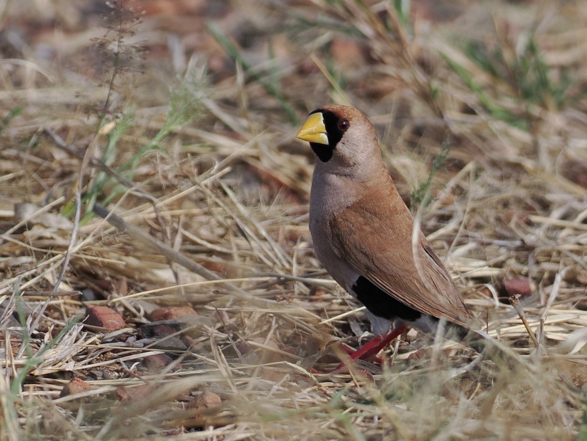 Masked Finch - ML641849632