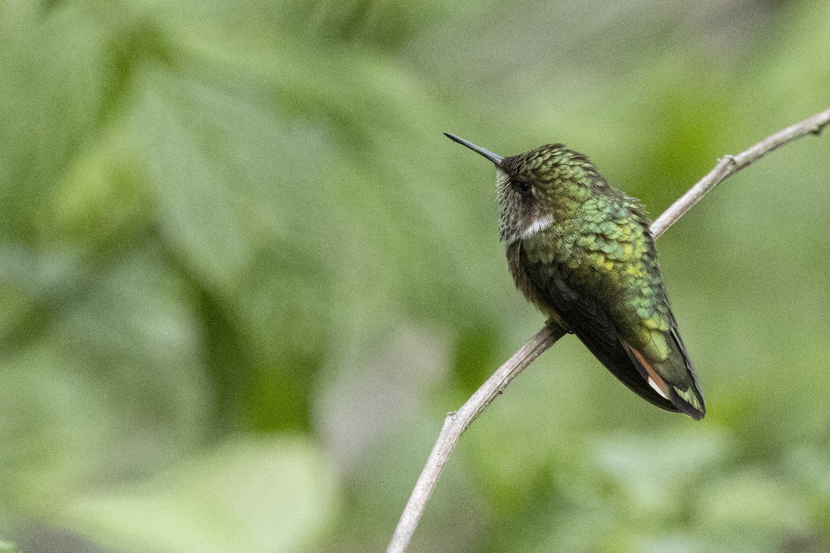 Volcano Hummingbird - ML641849638