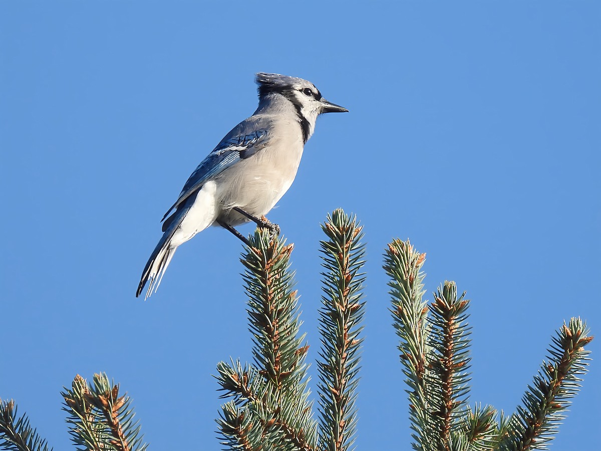 Blue Jay - ML641849642