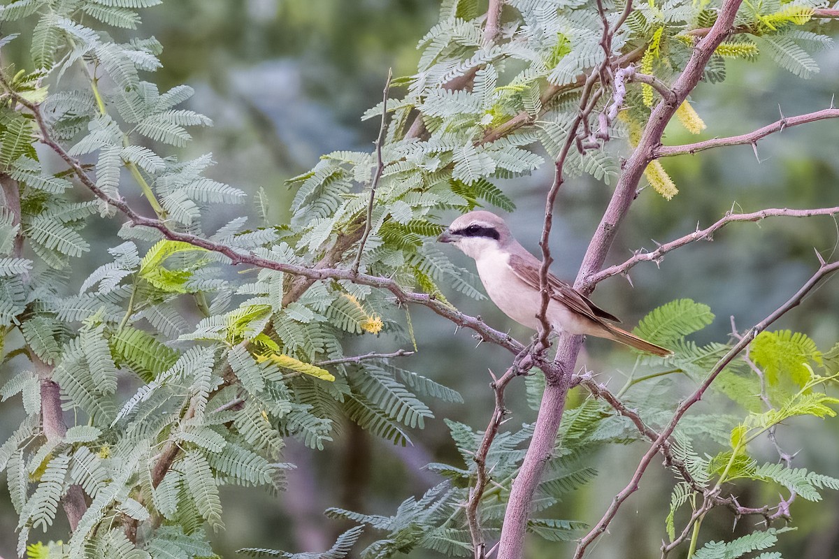 Red-tailed Shrike - ML641849655