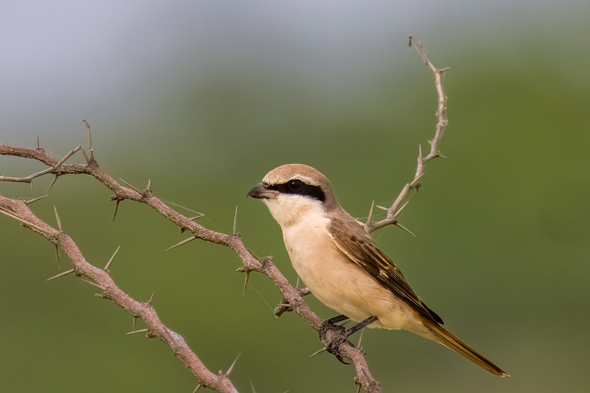 Red-tailed Shrike - ML641849656
