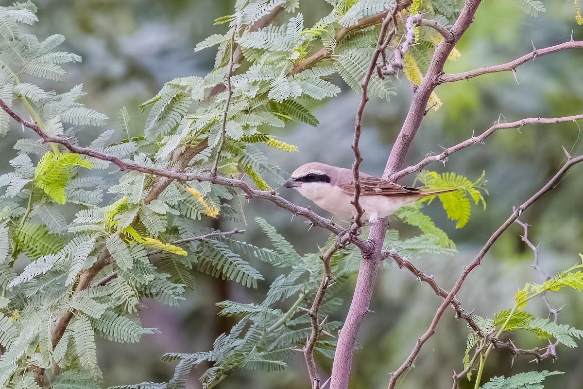 Red-tailed Shrike - ML641849657