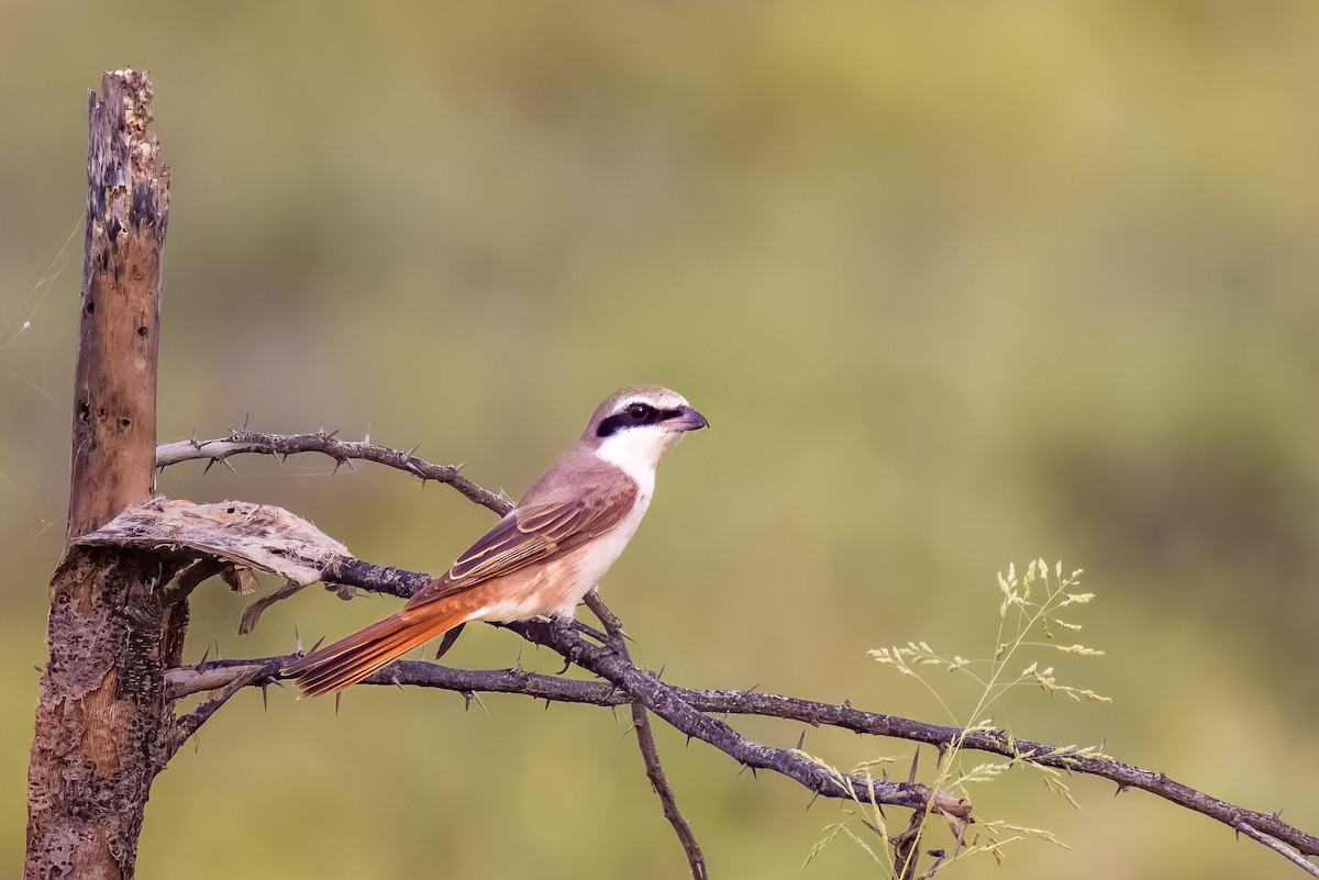 Red-tailed Shrike - ML641849658