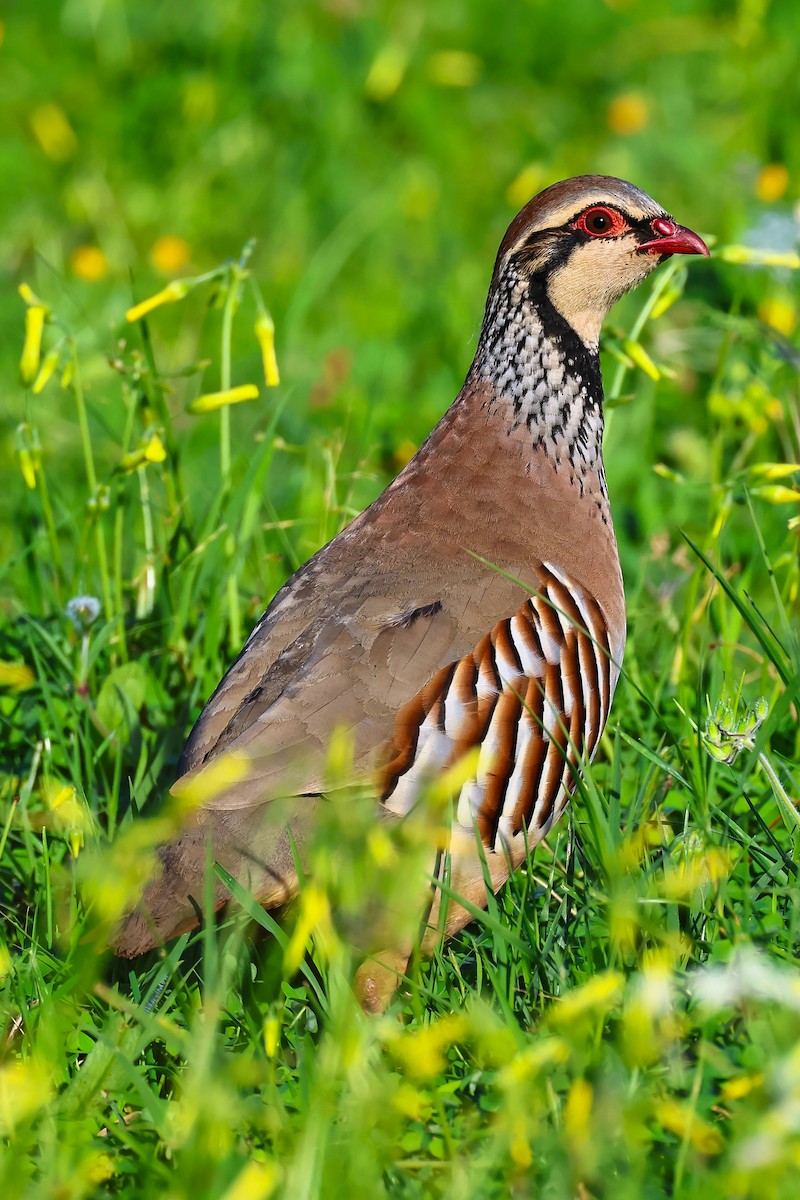 Red-legged Partridge - ML641849673