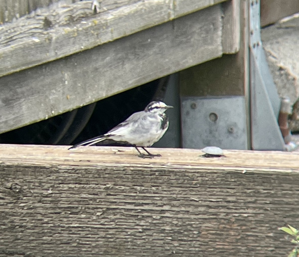 White Wagtail - ML641849677