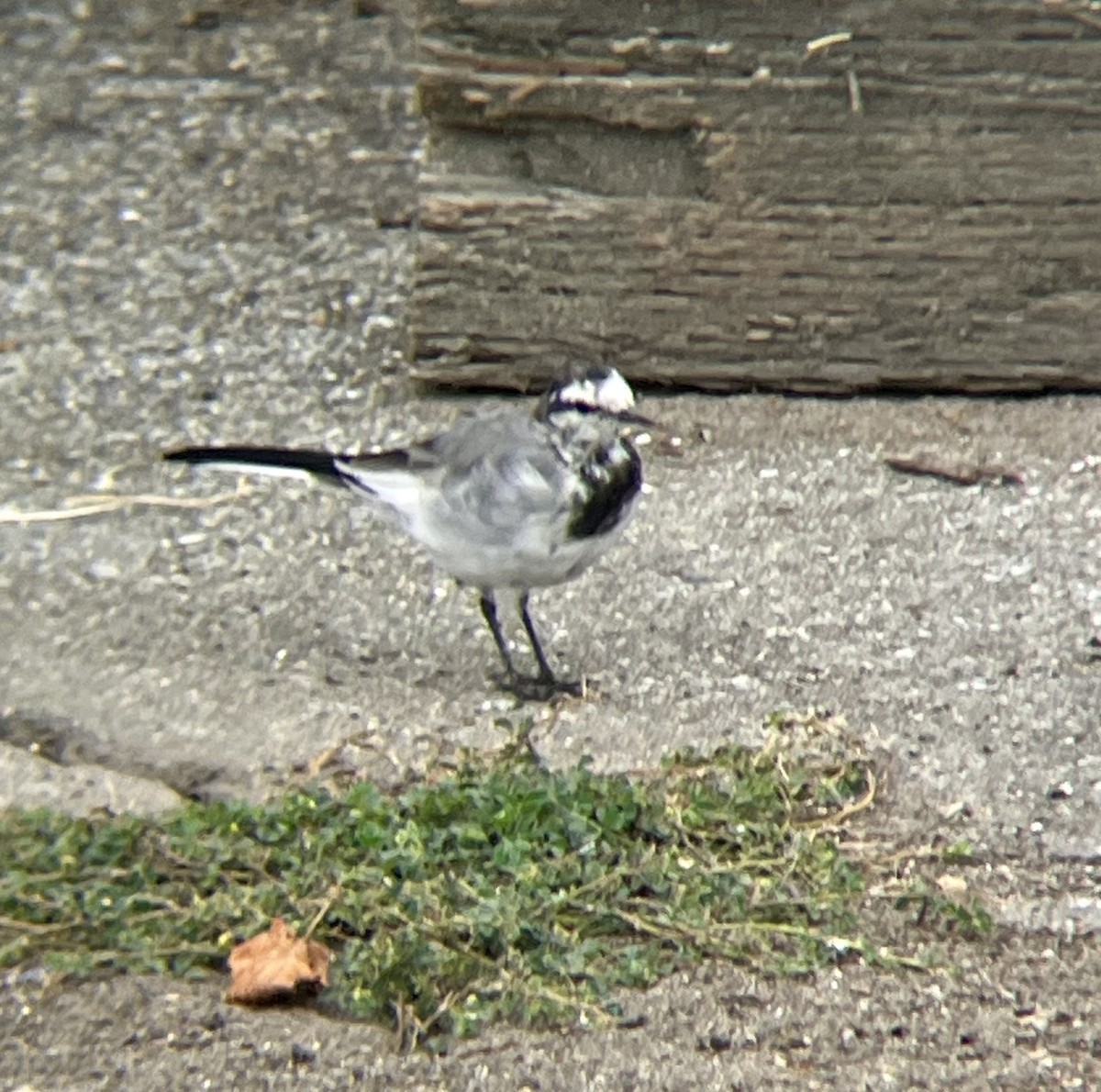White Wagtail - ML641849678