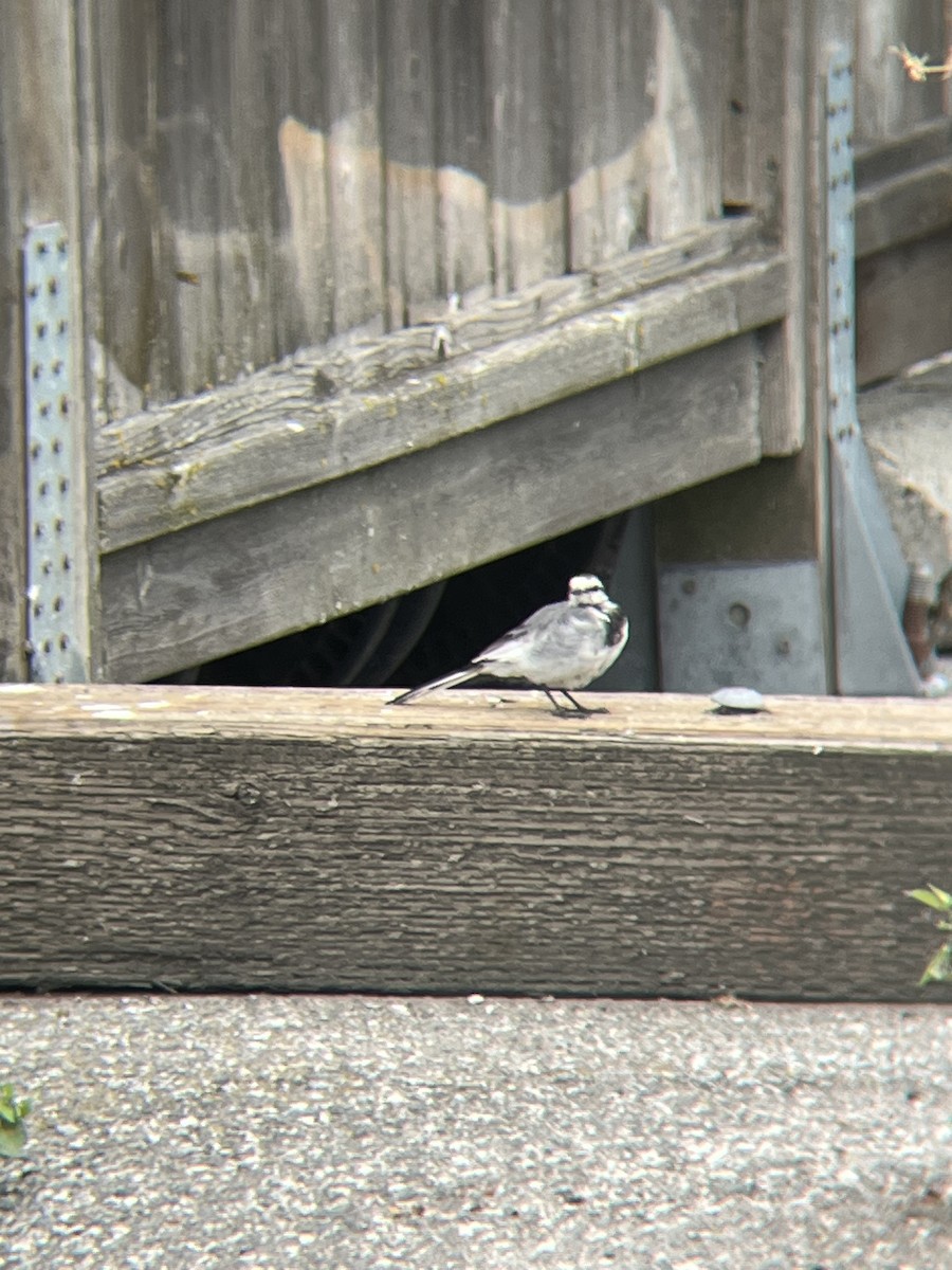White Wagtail - ML641849679