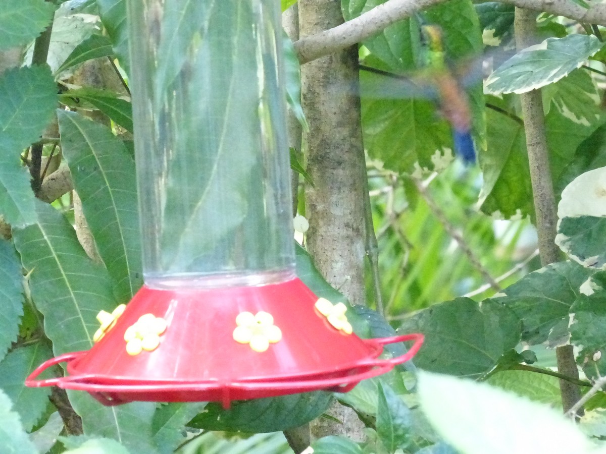 Copper-rumped Hummingbird - ML641849688