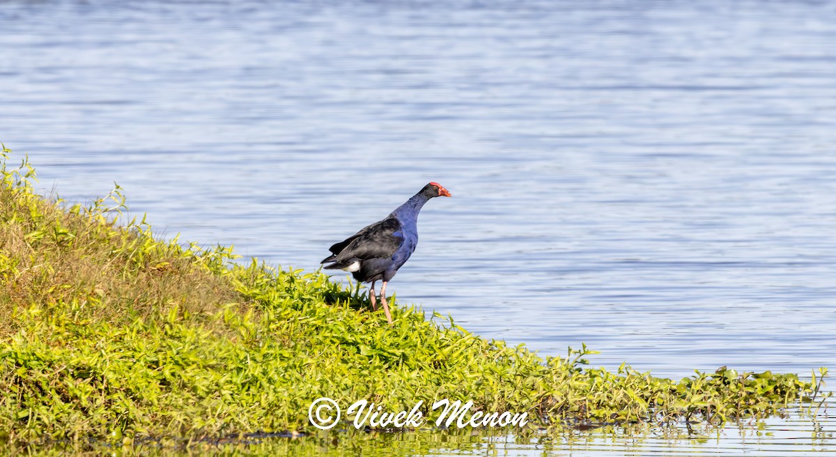 Australasian Swamphen - ML641849690