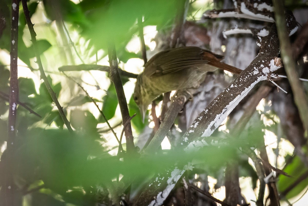 Para Foliage-gleaner - ML641849693