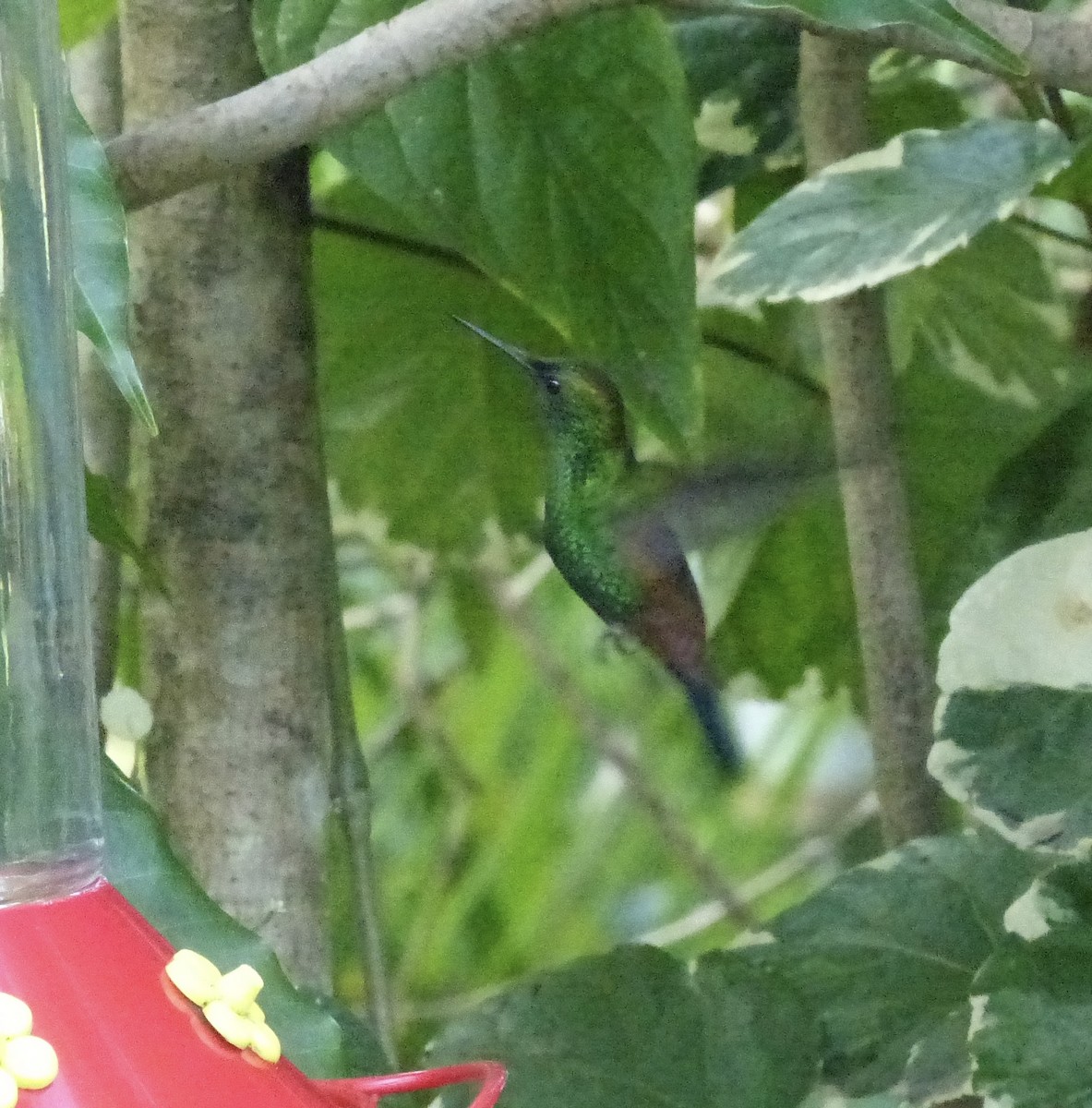 Copper-rumped Hummingbird - ML641849708