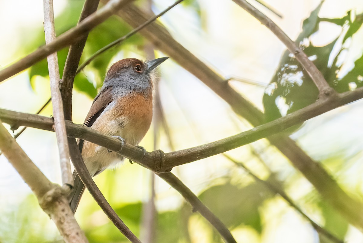 Rufous-capped Nunlet - ML641849722